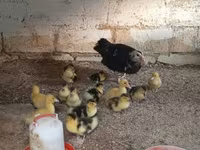 Ducks — Foto 6