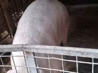 Sow, Pigs — photo 1