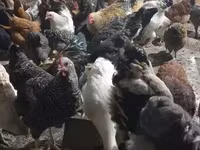 Chickens — լուսանկար 1