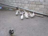 Ducks — Foto 3
