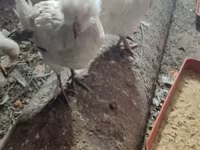 Leghorn — photo 3