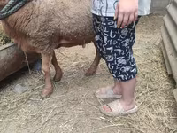 Խոյ, Ոչխարներ — լուսանկար 3