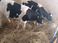 Կով, Russian Black pied cattle — լուսանկար 7