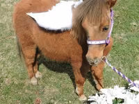 Էգ ձի, Miniature horse — լուսանկար 8