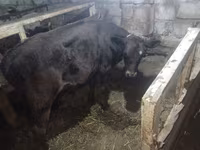 Сиыр, Simmental cattle — 6-сурет
