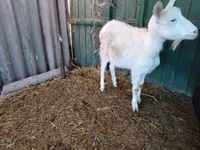 Cabra, Pomellata goat — foto 8