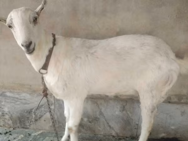 Արու այծ, Barbari goats