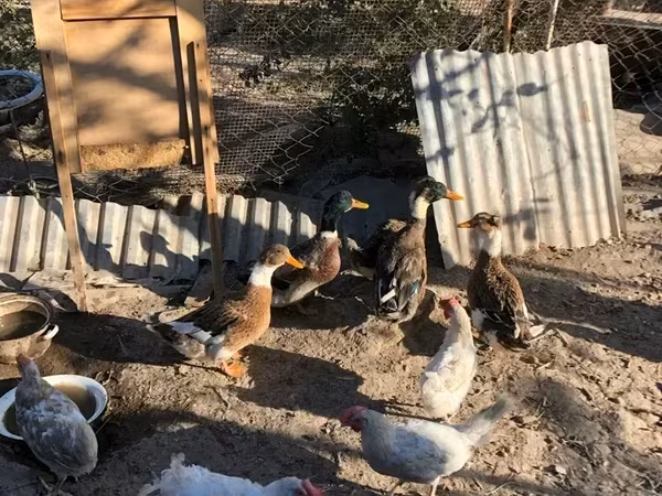 Ducks — Armenia
