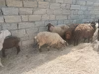 Ovelhas (lote, sexo não especificado), Ovelhas — foto 5