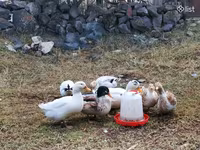 Ducks — photo 3