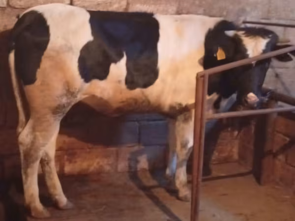 بقرة, Russian Black pied cattle