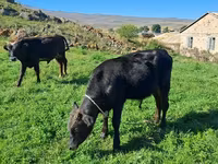 ثور, الماشية — الصورة 5