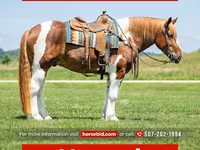 حصان, Pinto horses — الصورة 1