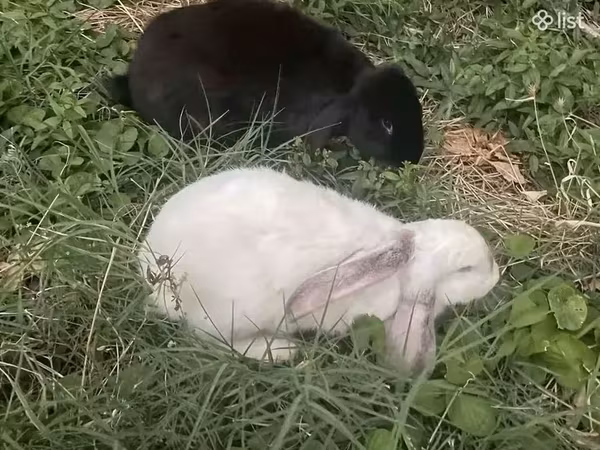 Ոչխար, Ոչխարներ — Հայաստան