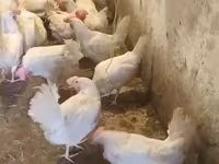 Chickens — photo 6