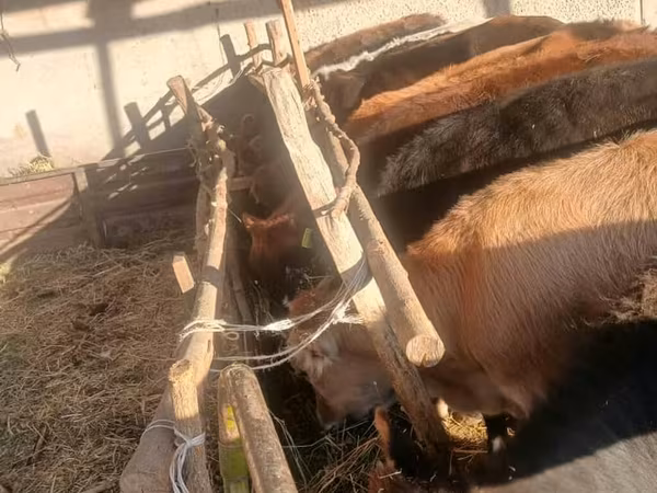 بقرة, براون ماونتين