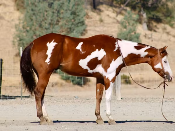 Hengst, American paint horse