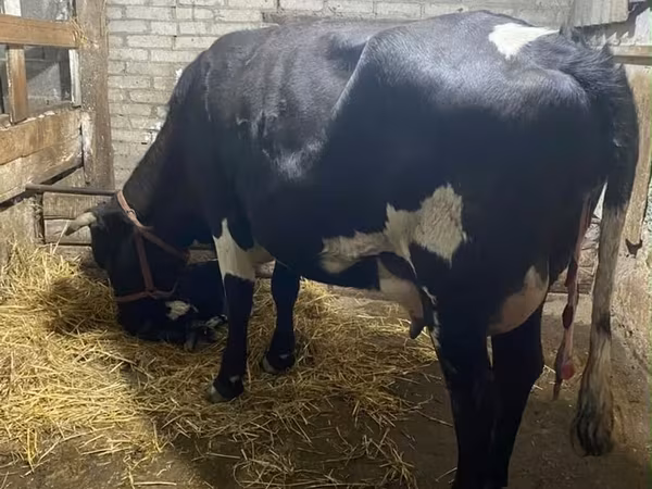 Kuh, Holstein-Rasse