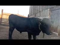सांड, Swiss cattle — फ़ोटो 1