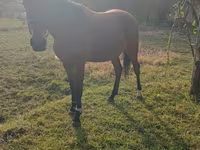 Hengst, Anglo-Arabian — Foto 2