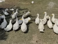Ducks — Foto 2