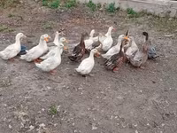 Ducks — photo 1