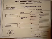 Айғыр, Rocky Mountain Horse — 7-сурет