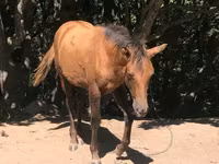 Mare, Horses — photo 3
