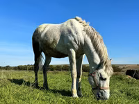 Horse (M), Horses — photo 2