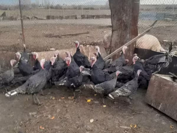 Turkeys — Armenia