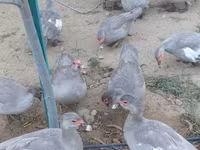 Ducks — फ़ोटो 7