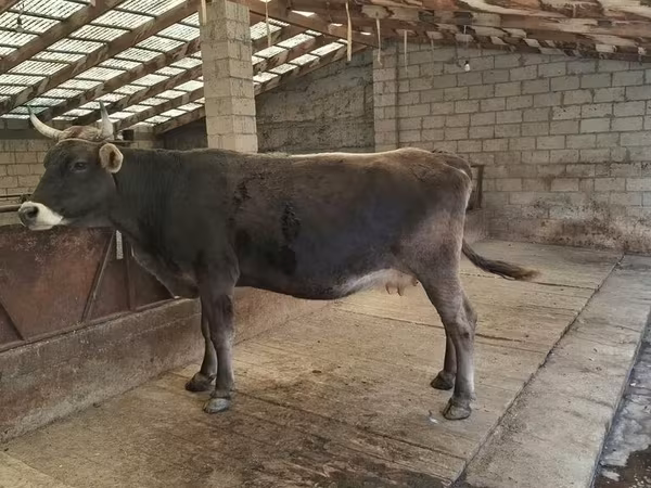 Cow, Swiss cattle