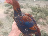 Chickens — 3-сурет