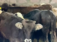 Bull, Aberdeen-Angus — photo 1