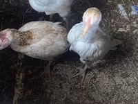 Chickens — Foto 1