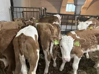 Ցուլ, Simmental cattle — լուսանկար 3