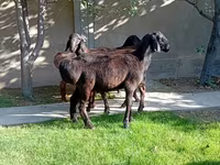 Carnero, Arashan sheep — foto 7
