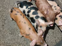 Pigs (batch, sex not specified), Дюрок — photo 8