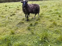 Schaf, Romanov sheep — Foto 6