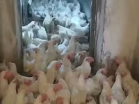 Chickens — photo 2