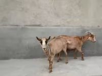 母山羊, Alpine goat — 照片 6