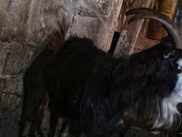 Էգ այծ, Kamori goats — լուսանկար 3