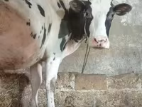ԽՍԿ (խումբ, սեռը նշված չէ), Russian Black pied cattle — լուսանկար 2