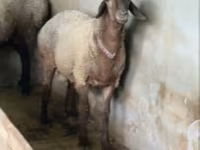 Ram, Sheep — photo 3