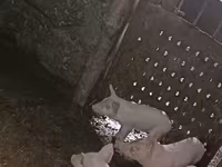 Էգ խոզ, Խոզեր — լուսանկար 7
