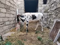 بقرة, Russian Black pied cattle — الصورة 7