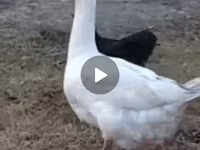 Geese — լուսանկար 1