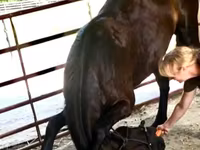 公马, Percheron — 照片 2