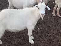 Cabra, Cabras — foto 6