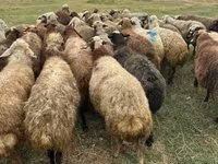 Ոչխար, Ոչխարներ — լուսանկար 4